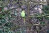 Ring-necked Parakeet at Priory Park (Mike Bailey) (89801 bytes)